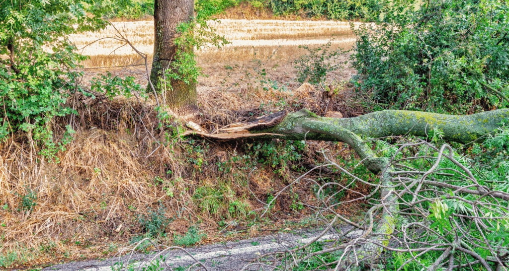 Storm Damage Restoration Services in Mason, OH