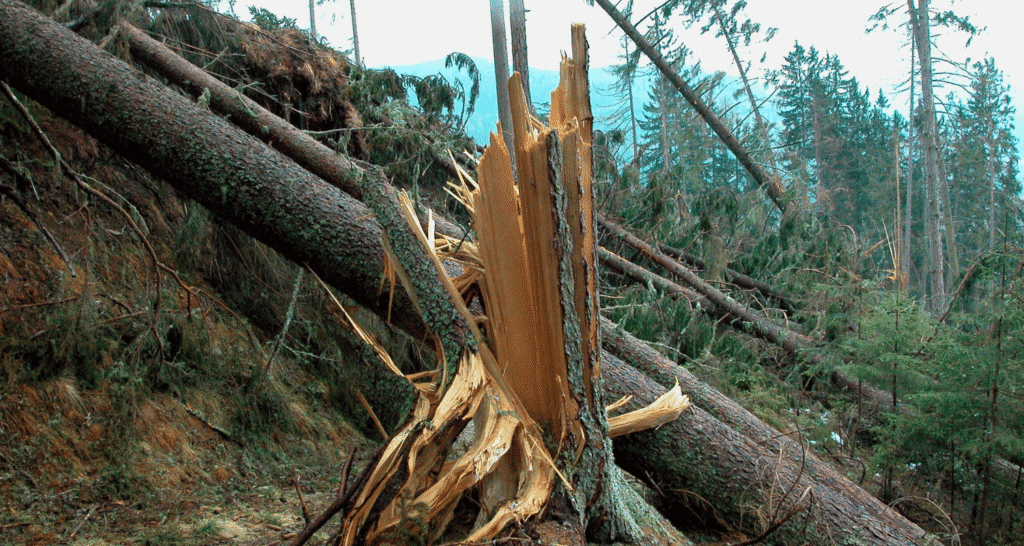 Storm Damage Restoration Services in West Chester, OH
